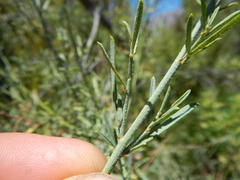 Psoralea verrucosa