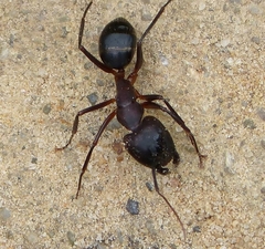 Camponotus barbaricus