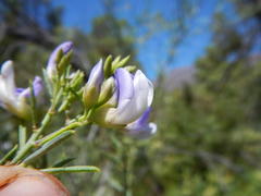 Psoralea verrucosa