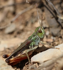 Stenobothrus grammicus