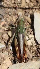 Stenobothrus grammicus