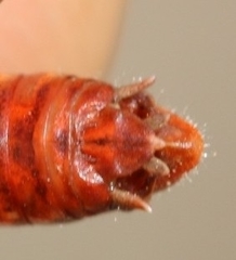 Stenobothrus grammicus