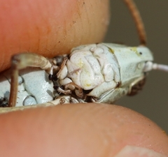 Stenobothrus grammicus