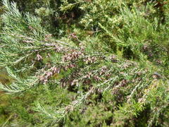 Erica caffra caffra