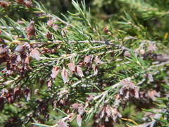 Erica caffra caffra