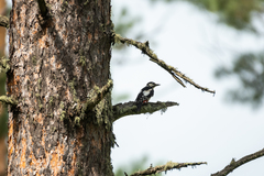 Dendrocopos major brevirostris