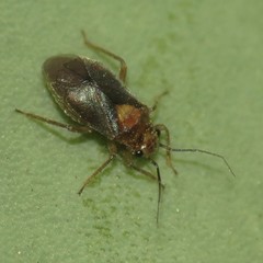 Agaveocoris