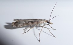 Eudonia atmogramma