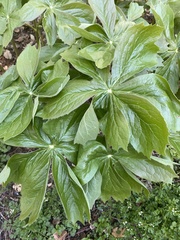 Podophyllum