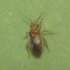 Agaveocoris
