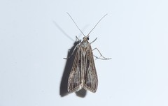 Eudonia atmogramma