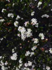 Lachnaea laniflora