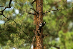 Dendrocopos major brevirostris