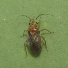 Agaveocoris
