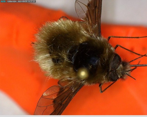 iNaturalist observation photo of Greater Bee Fly