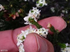 Lachnaea laniflora
