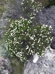 Lachnaea laniflora