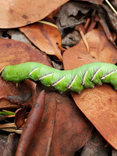 sphinx perelegans