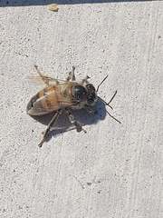 Apis mellifera