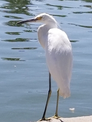 Egretta thula