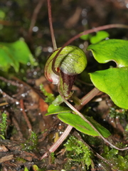 Corybas vitreus