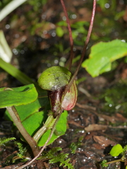Corybas vitreus