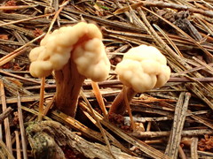 Cudonia circinans