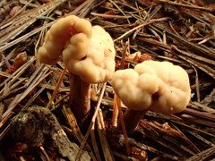 Cudonia circinans