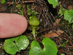 Corybas vitreus