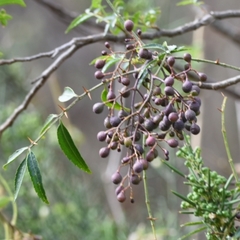 Zanthoxylum coco