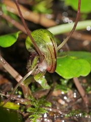 Corybas vitreus
