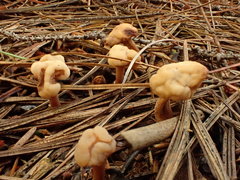 Cudonia circinans