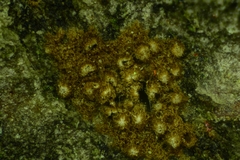 Cyphellaceae