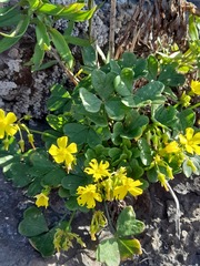 Oxalis megalorrhiza