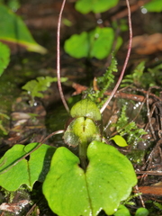 Corybas vitreus