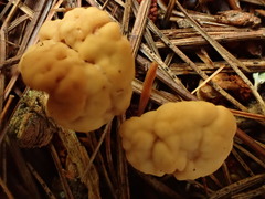 Cudonia circinans