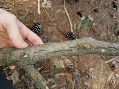 Cyphellaceae