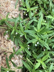 Scleromitrion diffusum