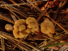 Cudonia circinans