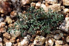 Pelargonium leipoldtii