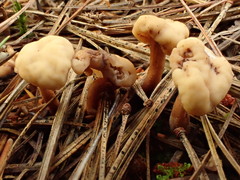 Cudonia circinans