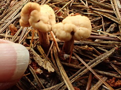 Cudonia circinans