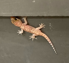 Hemidactylus turcicus