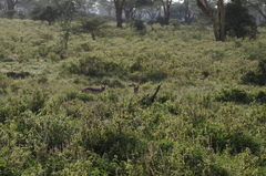 Lupulella mesomelas schmidti