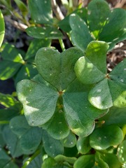Oxalis megalorrhiza
