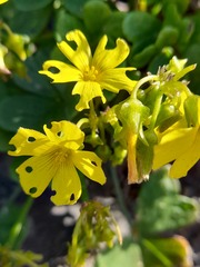 Oxalis megalorrhiza