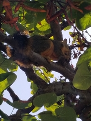 Sciurus niger