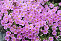 Androsace delavayi