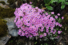 Androsace delavayi