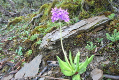 Primula chionantha